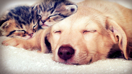 犬と猫の皮膚と腸内の話