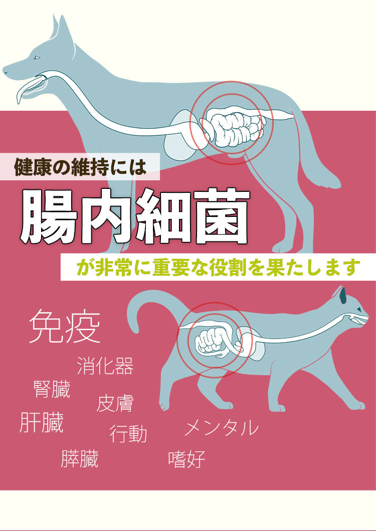 愛犬の健康維持には腸内細菌が重要な働きをします