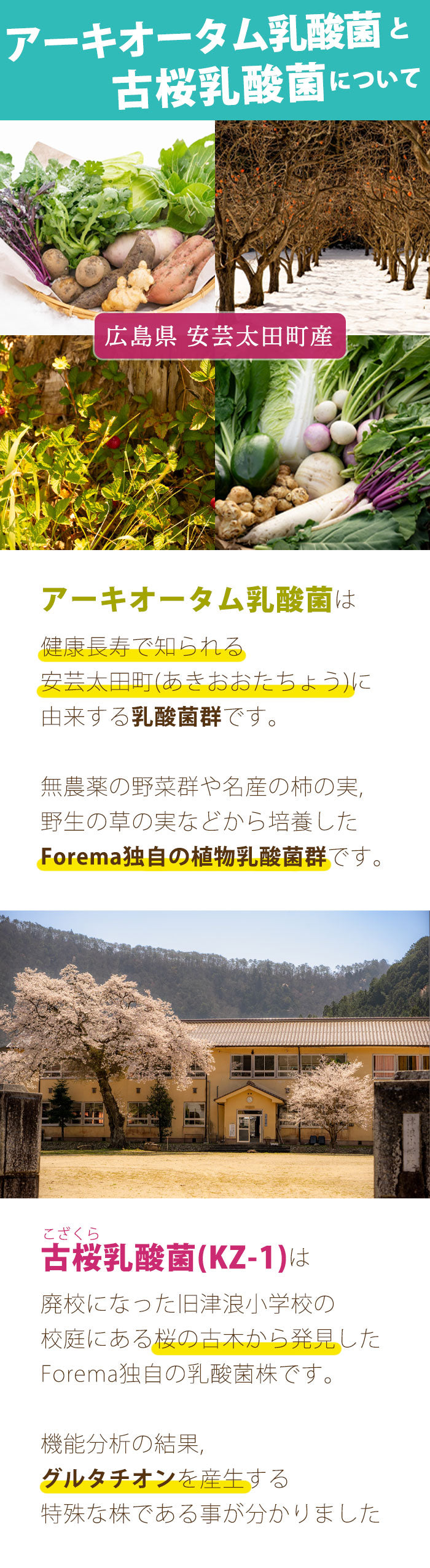広島県安芸太田町に由来する、アーキオータム乳酸菌、そしてグルタチオンを産生する古桜乳酸菌(KZ-1)を配合。