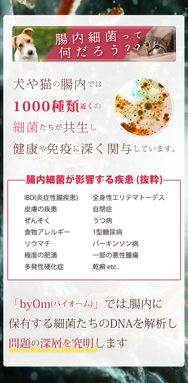 腸内細菌ってなんだろう? どんな疾患に関与するのか? 腸内細菌は、IBDや食物アレルギー、1型糖尿病などの自己免疫疾患に関与する事がわかっています。
