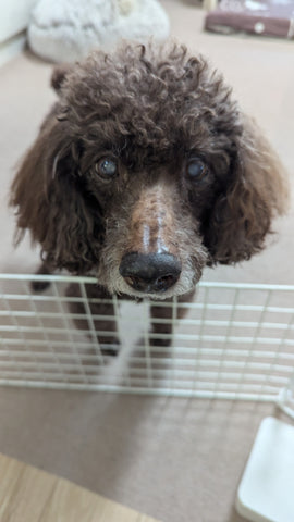 唯一、我が家の犬(15歳)が飲んだもの | #1133057