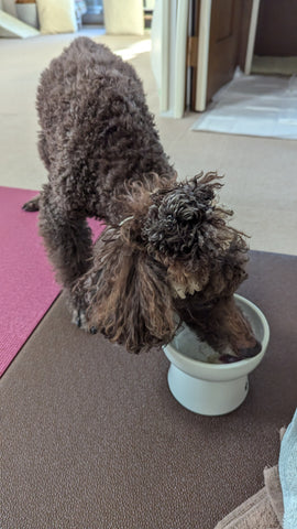 唯一、我が家の犬(15歳)が飲んだもの | #1133057