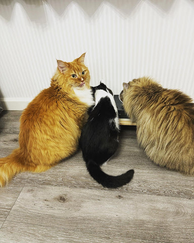 お腹の弱い愛猫に | #262413