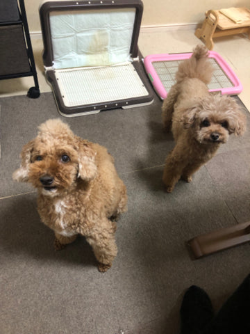膵炎、胆泥症のアプリ🐶 | #444229