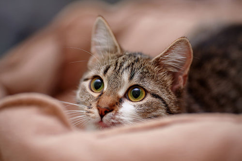 猫にボーンブロスを飲ませてもいいの?
