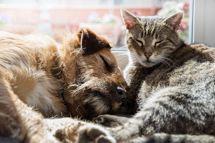 犬と猫のIBD - ステロイドが効かない時に腸内では何が起きているのか?