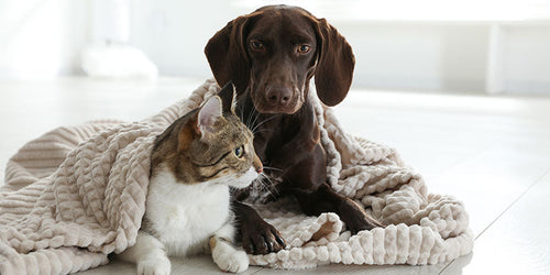 犬と猫のケストース,メリットとデメリット