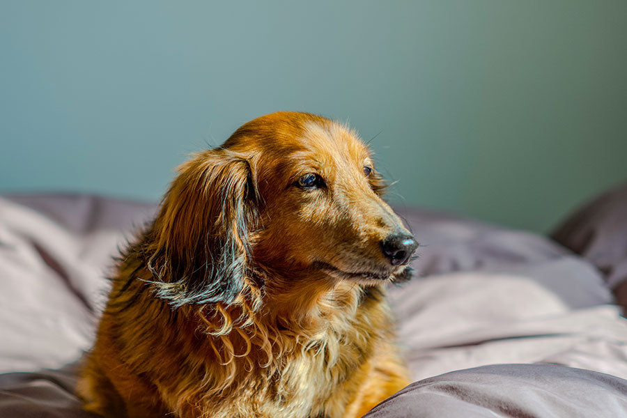 犬の全身性エリテマトーデスと腸内細菌の関係