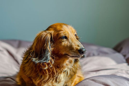 犬の全身性エリテマトーデスと腸内細菌の関係