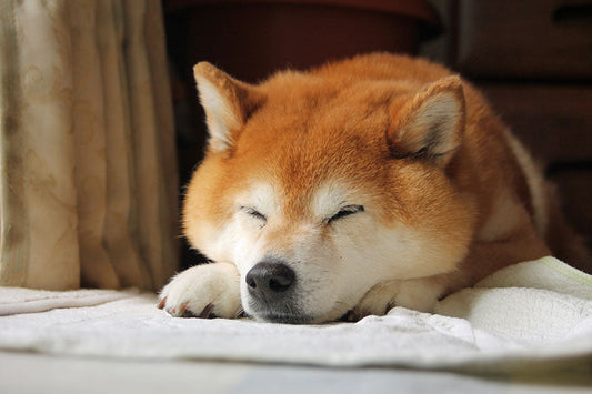 実は副作用だけじゃない。犬のアモキシシリンと腸内細菌への影響