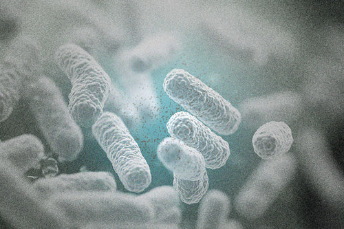 誤解多き乳酸菌の話