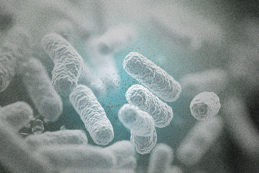 誤解多き乳酸菌の話