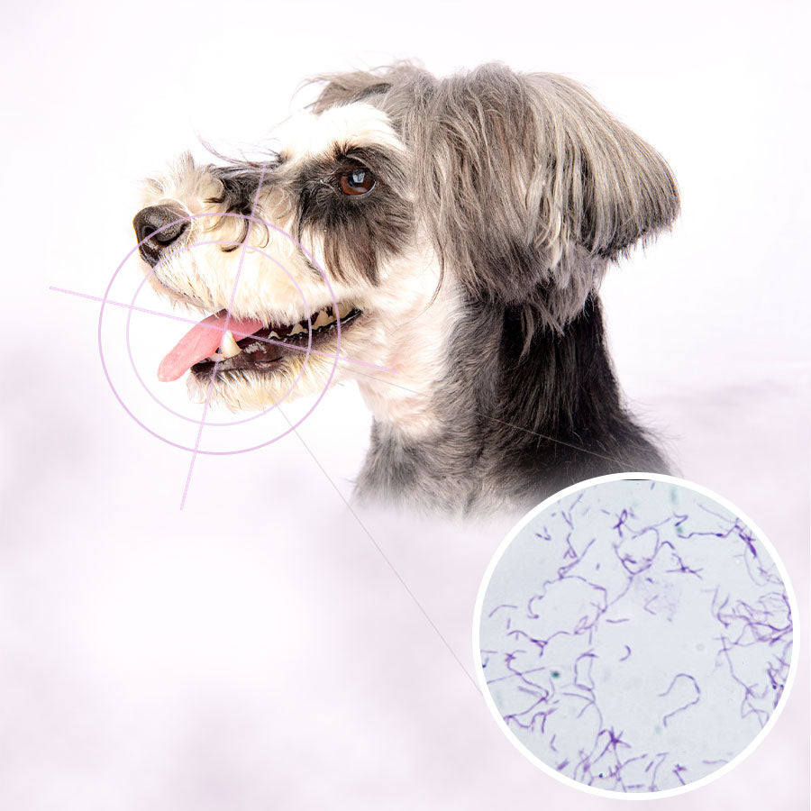 愛犬、愛猫のお口の細菌検査「byOm-Oral(バイオーム オーラル)」開始のお知らせ