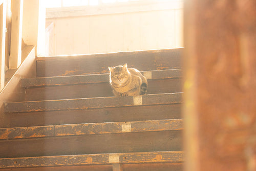 猫にビフィズス菌サプリが必要でない理由