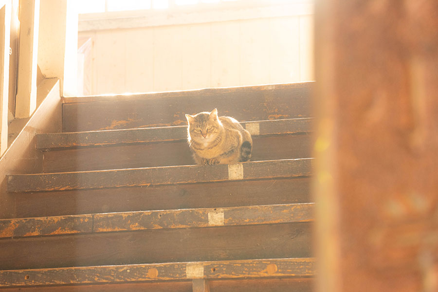 猫にビフィズス菌サプリが必要でない理由