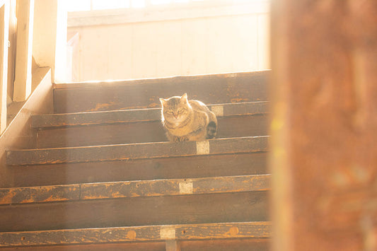 猫にビフィズス菌サプリが必要でない理由