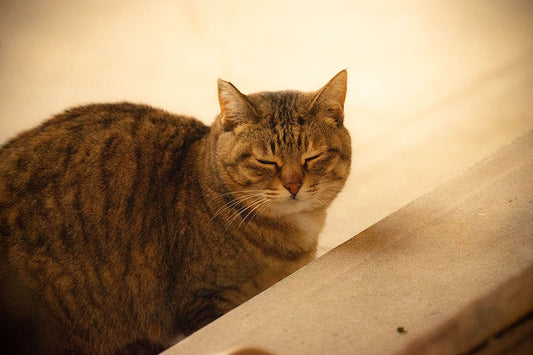 犬とは何が違う? 猫の腸内細菌の話