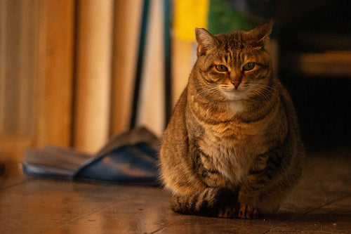 地域猫のさくらちゃん