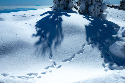 Foremaは お肉屋さんではない,という話