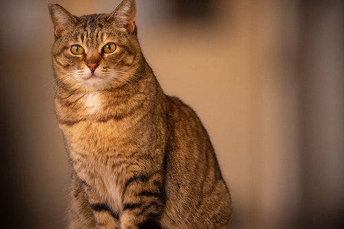 猫には猫の乳酸菌(腸球菌)は本当か?