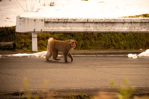 枯渇する腸内の味方たち