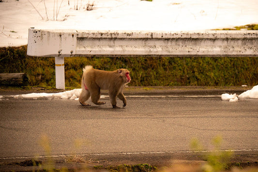 枯渇する腸内の味方たち