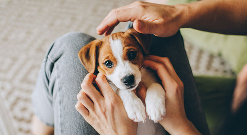 犬の蛋白漏出性腸症の話