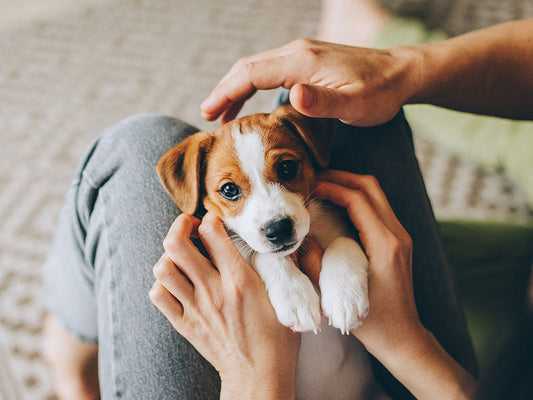 犬と猫と抗生物質について