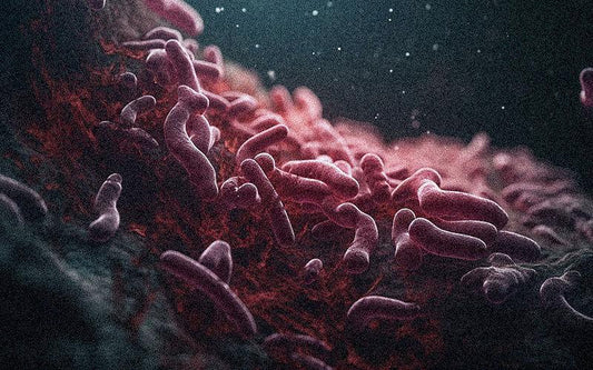 ボツリヌス菌と芽胞菌(がほうきん)