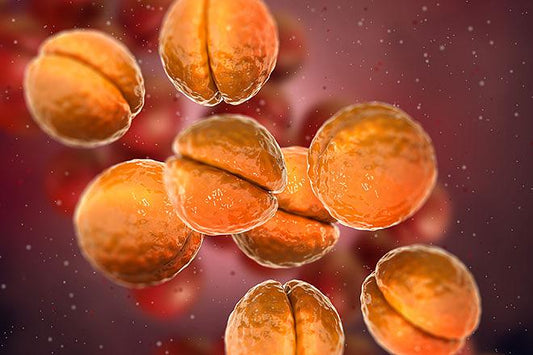 歯茎の傷と口腔細菌の話