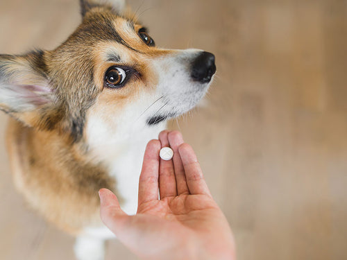 愛犬/藍猫の下痢、何を食べれば治る?