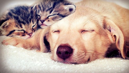 犬と猫の皮膚と腸内の話