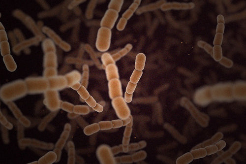 病原菌はどこからやって来る?