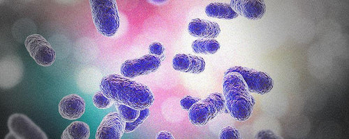 犬と猫にも!?歯周病菌とIBD