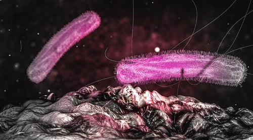 犬と猫の腸内細菌,そしてミルクオリゴ糖の話