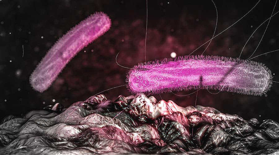 犬と猫の腸内細菌,そしてミルクオリゴ糖の話