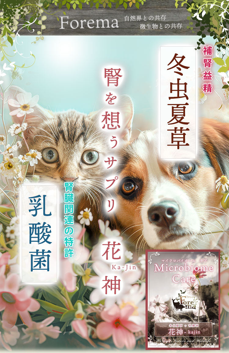 花神 - Kajin - 犬と猫の腎臓に配慮した乳酸菌&冬虫夏草サプリ
