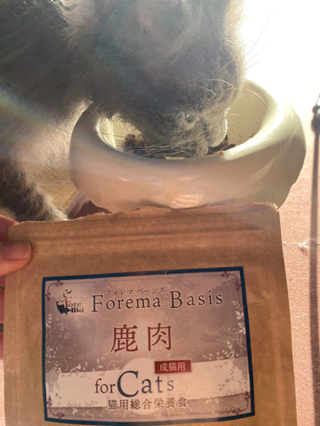 ２匹とも美味しそうに完食！ | #2120851