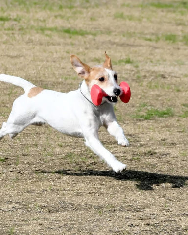 ご褒美として与えています。 | #2157763