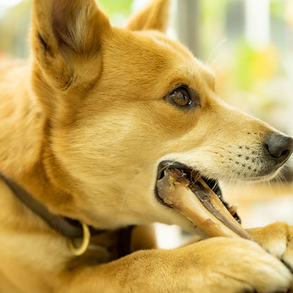 犬用の鹿骨ジャーキー