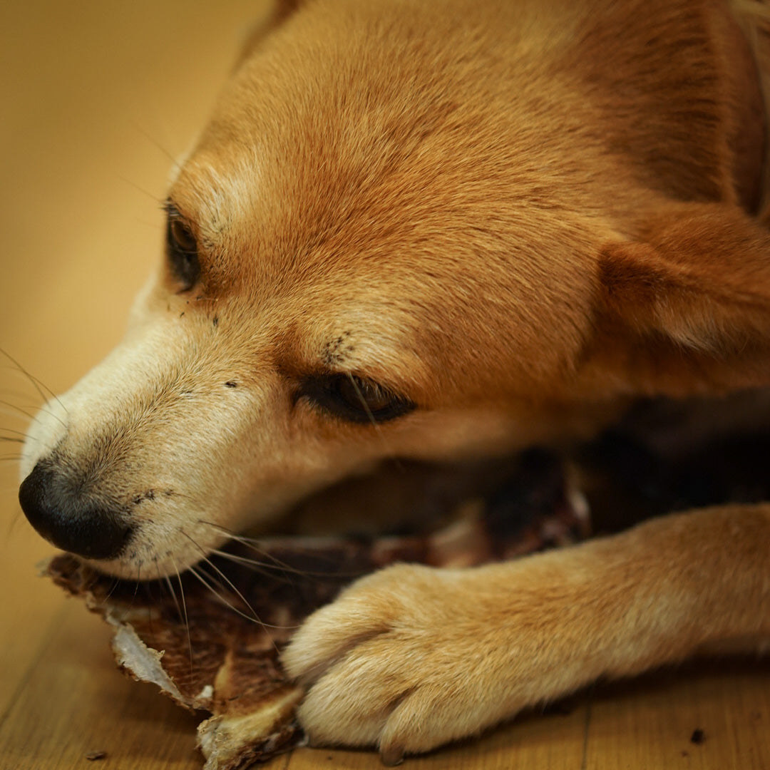 鹿の肩甲骨ジャーキー(犬用)